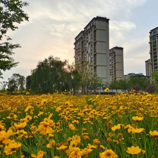 《太阳花盛开的地方》诵读：韩诵生涯规划