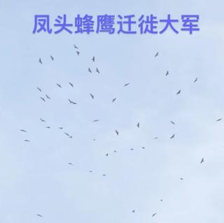 双语制片人笑鸥 - 高光时刻：数百凤头蜂鹰盘旋沙河上空。