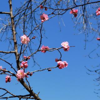 春天，崖壁上有花红着—文/那兰