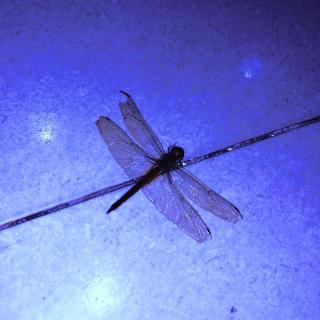 053 dragonfly disco （mixed by van.nav 2022）