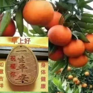 风尘尽处  莫过一个“静”字    鸢尾花