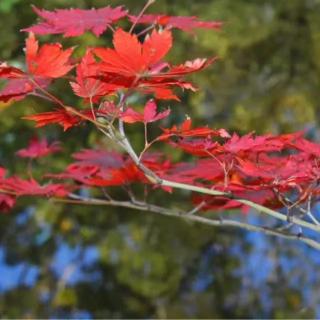 狐智、狼道、鹰谋（说的真好）