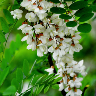 花言·巧语-第3集：槐树花-静听花雨落