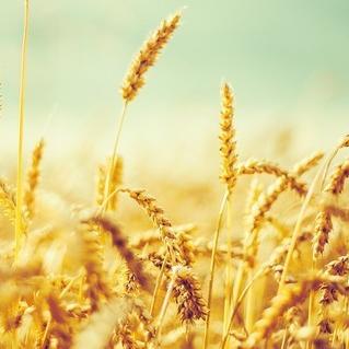 余秀华｜一打谷场的麦子：内心的潮湿必须对准阳光