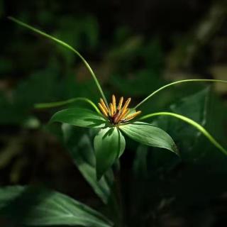 七叶一枝花：兰闺人在否，千里重楼暮