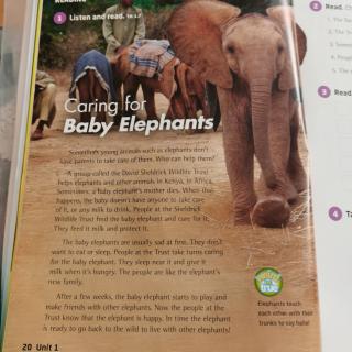 Caring for baby elephants