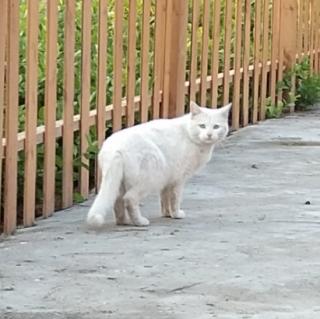 《格列佛游记》节选