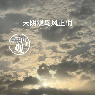 天阴观鸟风正俏