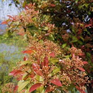 张延馥：百花微诗之三