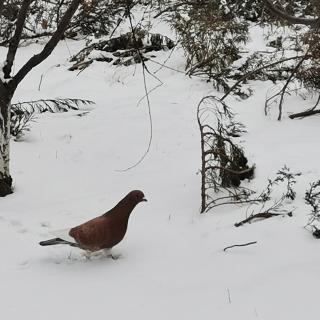 《雪花》/欧震