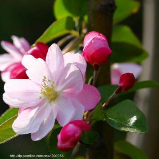 《海棠花》节选/文 季羡林