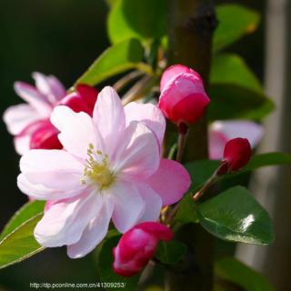 《海棠花》季羡林