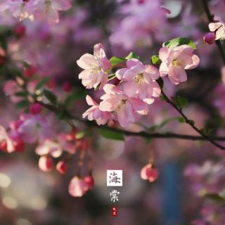 《海棠花》季羡林