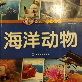 海洋动物