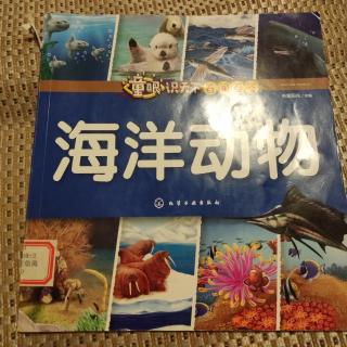 海洋动物