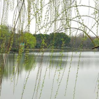 《我不知道风是在哪一个发向吹》作者：徐志摩 诵读：茜茜