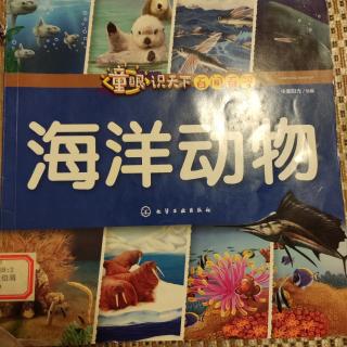 海洋动物