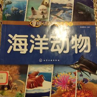 海洋动物