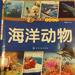 海洋动物