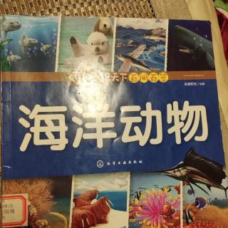 海洋动物