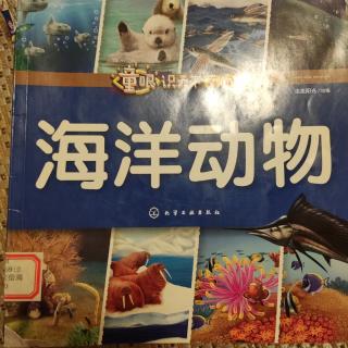 海洋动物