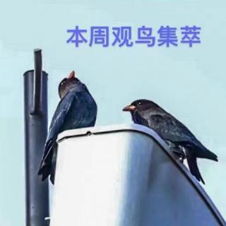 本周观鸟集萃