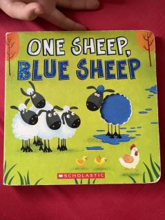 One sheep blue sheep