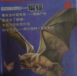 小牛顿科学馆～神秘的夜行者蝙蝠🦇