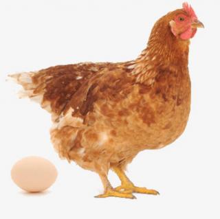 《先有鸡还是先有蛋？》作者:杰鲁鲁.朗读:天鹅