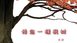 20220617084236《悼念一棵枫树》作者牛汉  诵读王玉华