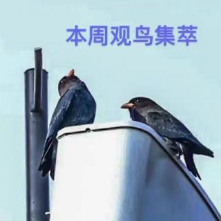 周末特别节目：本周观鸟集萃