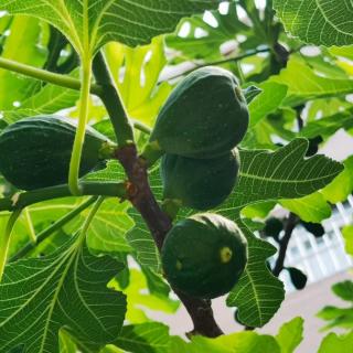 白绪雷词  夏至  两首