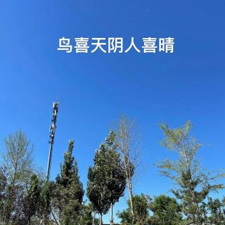 鸟喜天阴人喜晴｜观鸟小百科：鸟是怎么来的？