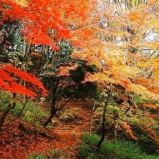 《香山红叶》国风朗诵大海秋白