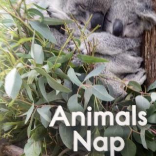 Sissie读Raz aa animals naps