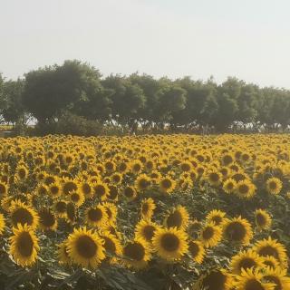 🌻向阳花再次分享幸福从接纳开始☀️🔑🌹🎁