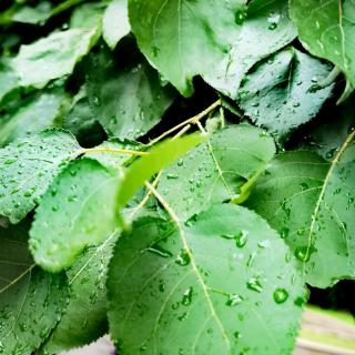 我想写一首诗给你
作者：雨水无心朗诵沙漠玫瑰