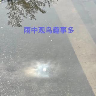 雨中观鸟趣事多 | 观鸟小百科：鸟类智商排行榜