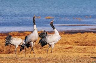 Jun-28-Simon20 Black-Necked Crane P1