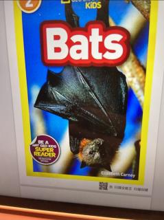 lucas bats day2