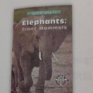 Elephants:Giant Mammals