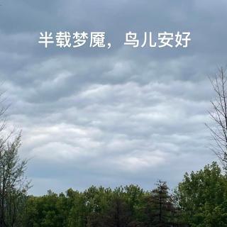 半载梦魇，鸟儿安好。自然治愈心灵｜观鸟小百科：世界上最大的鸟