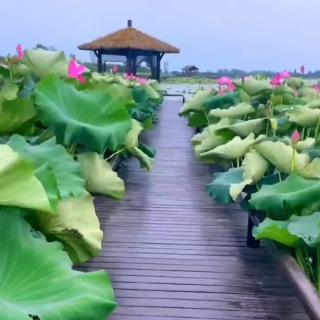 上海·在中央广播总台——我莫听穿林一蓑烟雨任平生☆豆豆(自己)