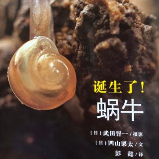 生命的故事（8）诞生了！蜗牛🐌