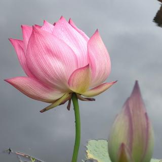 夏雨与荷