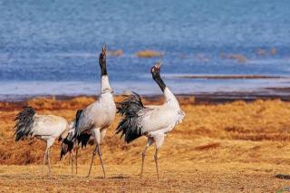 Jun-30-Simon20 Black-Necked Crane Whole