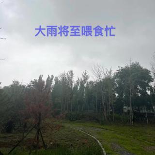 三宝鸟观察：大雨将至喂食勤｜本周观鸟集萃