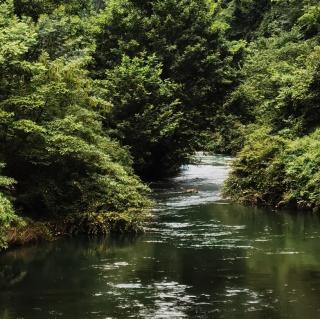 巜杏子熟了，外一首》马泽峰，新