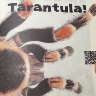 Tarantula !