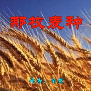 《那枚麦种》作者：自然 诵读：大连伙计